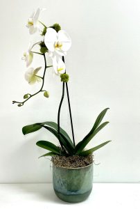 Single orchid Ceramic Pot